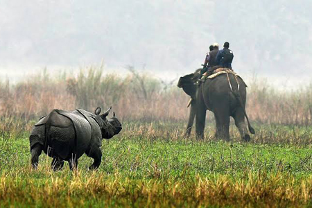 Kaziranga