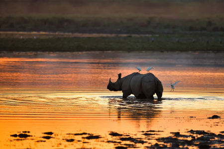Kaziranga
