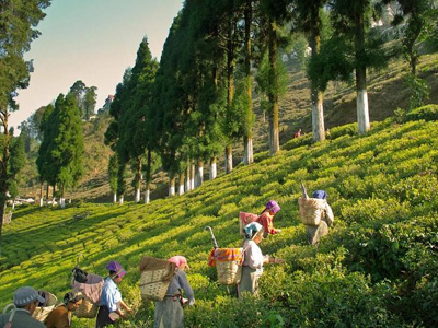 Darjeeling-sikkim