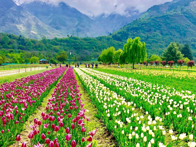 Kashmir